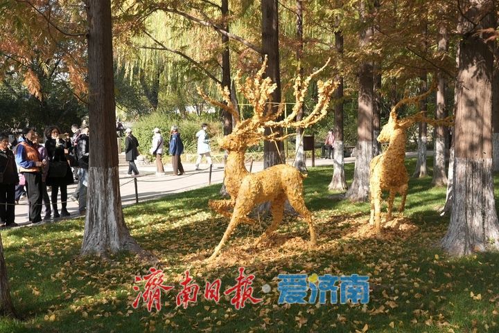 一年四季 泉在济南丨五龙潭水杉林现“银杏鹿”，落叶巧变打卡美景