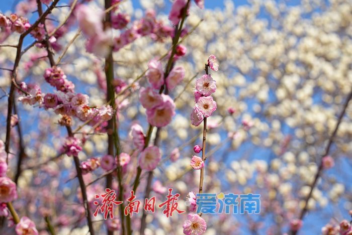 红梅玉兰竞相绽放 泉城春色“美颜”上线
