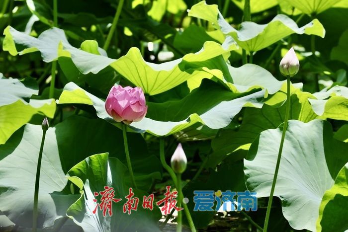 一年四季 泉在济南丨泉城公园荷花初绽 扮靓济南仲夏