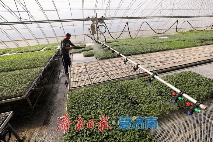 春日育苗忙 科技赋能 “苗壮苗优”