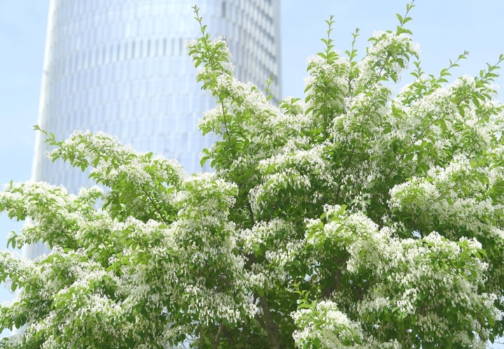 “泉”在济南过五一｜流苏花开白如雪，花香四溢醉人心