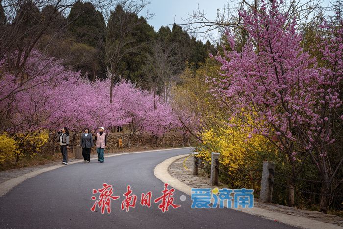 漫山粉霞醉游人！济南红叶谷梅花进入盛花期