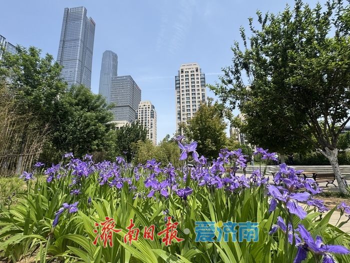 繁花映城！济南CBD鸢尾花绽放，勾勒春日都市美景