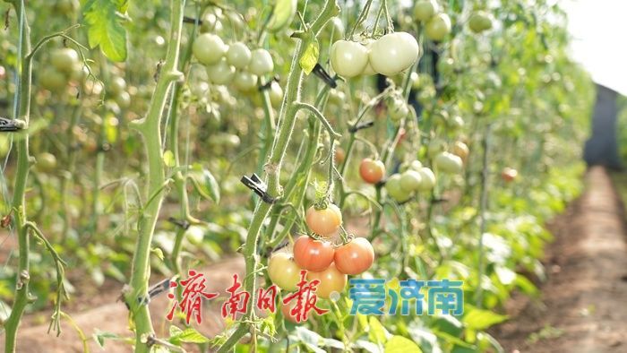 果香四溢 “丰”景宜人，济南这处温室大棚进入收获季