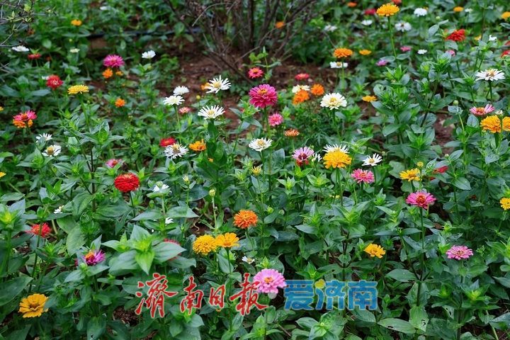 邂逅百日菊花海 解锁泉城晚秋浪漫