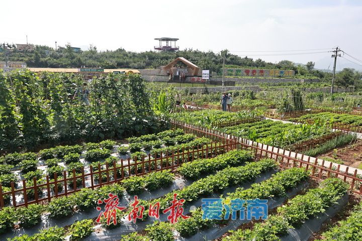济南钢城区沙岭子村：荒地变良田 菜园兴共富