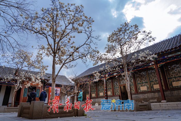 济南趵突泉万竹园：玉兰盛放映古建 春色满园醉游人