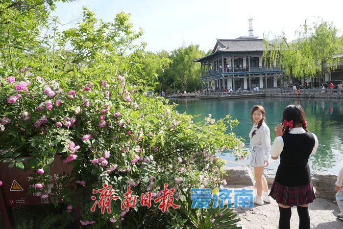 蔷薇花海灿若云霞 肆意盛放尽显诗意