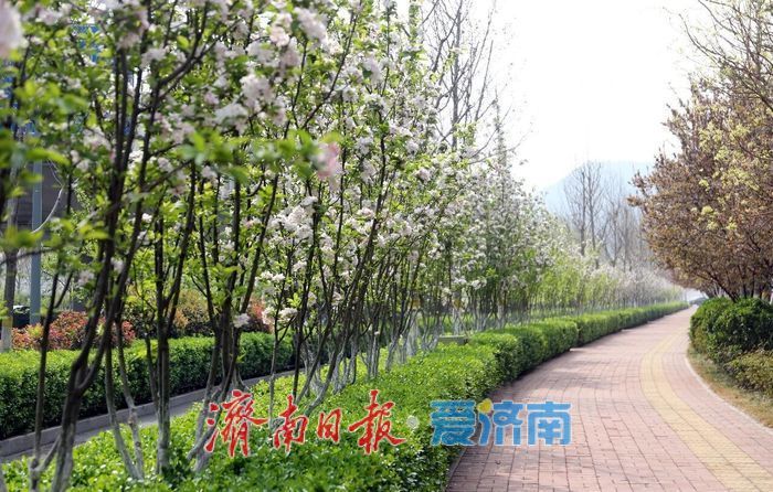 2026年济南特色道路赏花指南——全城花海，一路芬芳