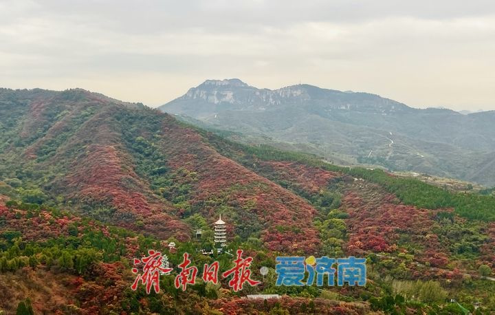 一年四季 泉在济南丨红叶盛放，群山环抱引客打卡