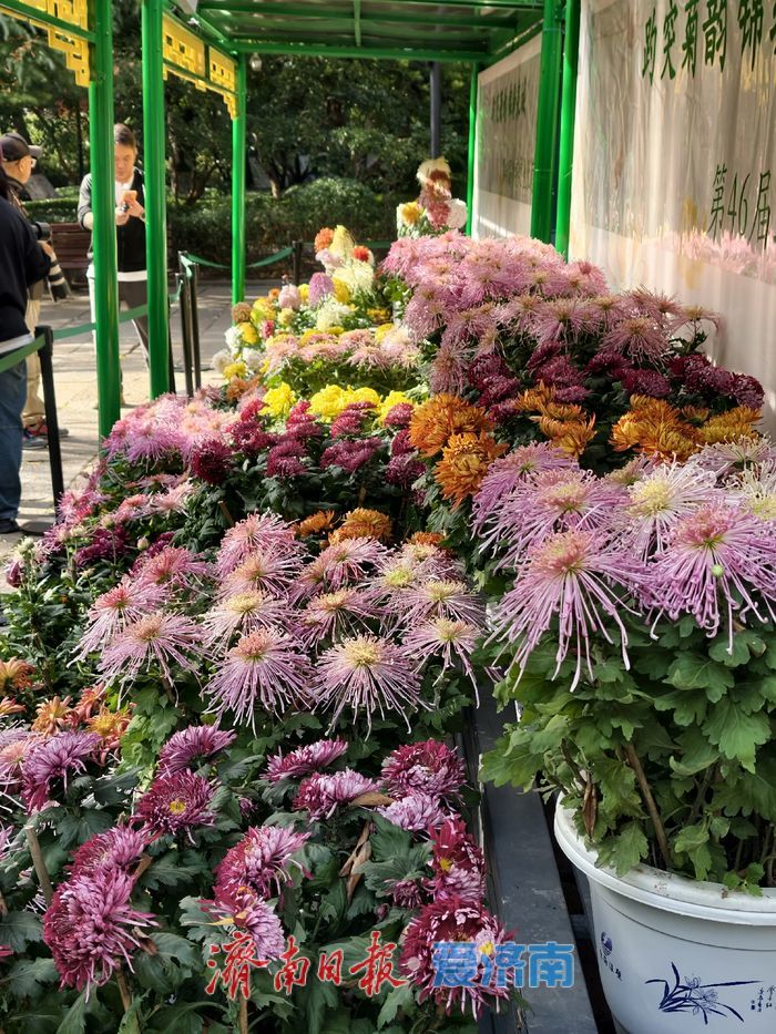 泉畔初冬，被菊花镶上了“金边”