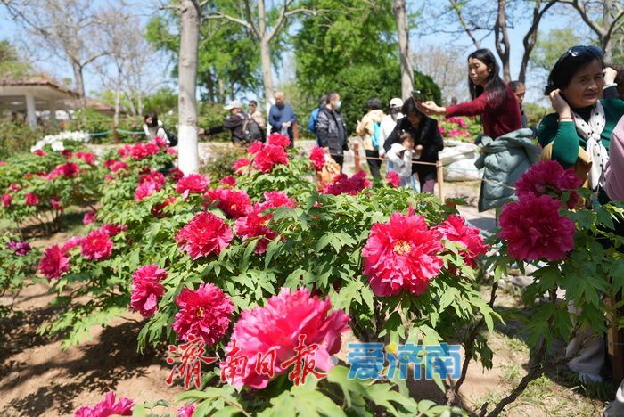 一年四季 泉在济南｜热度持续高涨！牡丹花开迎来最佳观赏期