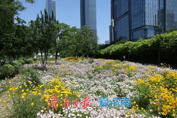 济南CBD绸带公园夏日花海绽放 现代都市邂逅自然诗意