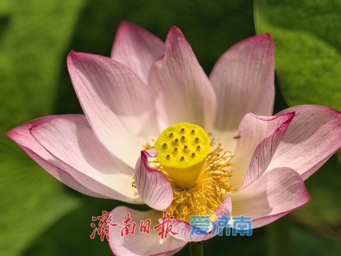 一年四季 泉在济南丨荷风送香满泉城，泉城公园荷花进入最佳观赏期