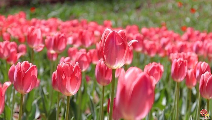 郁金香花海盛放 红叶谷邀你赴春约