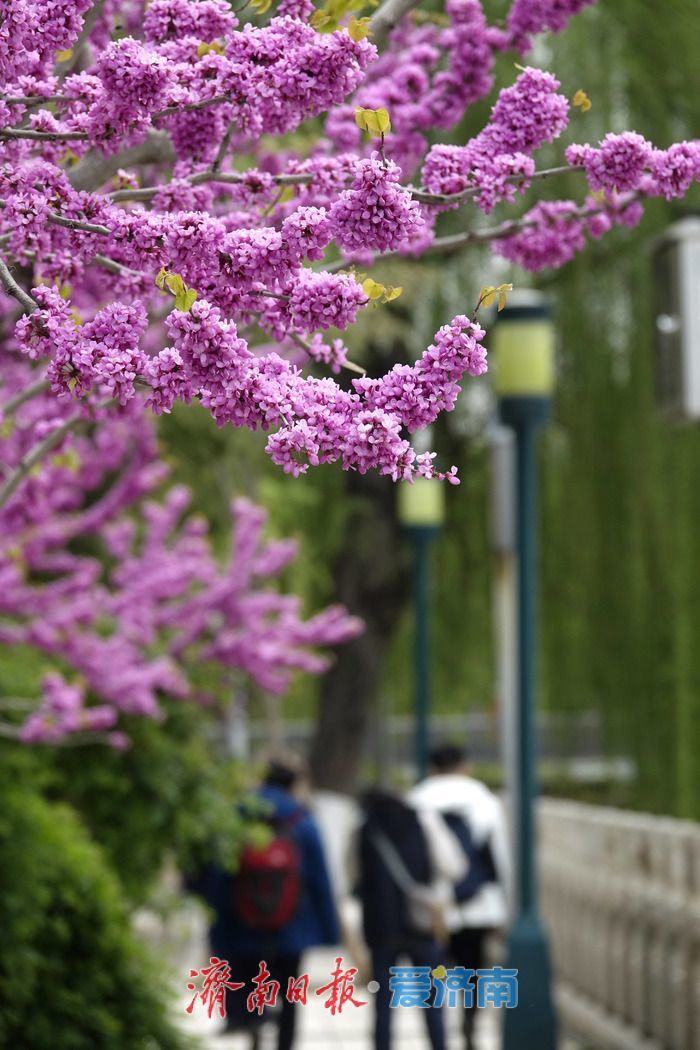 济南护城河畔紫荆花盛开 解锁春日限定美景