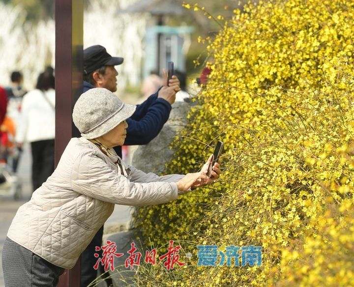 皎皎玉兰花，望春展笑颜