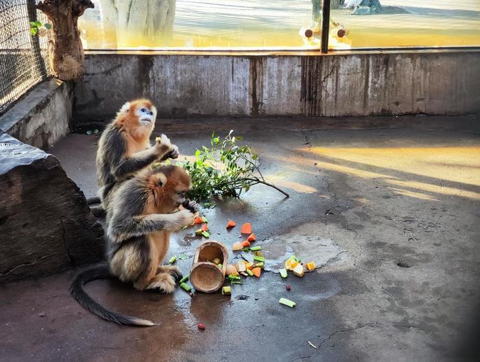 济南动物园为动物们奉上“小年盛宴”