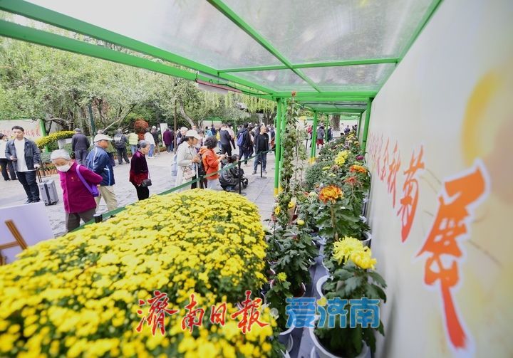泉畔秋色菊香可待，济南市第47届趵突泉金秋菊展正式启幕