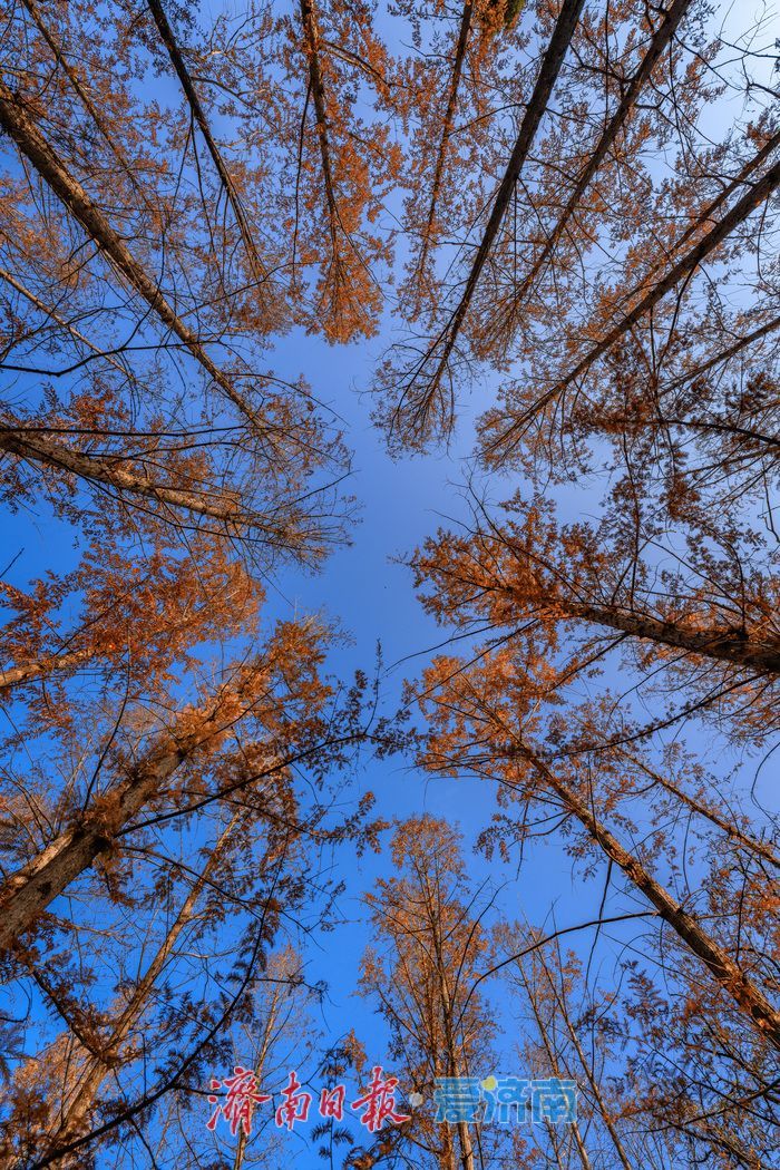 济南降温迎清透蓝天 南郊宾馆公园冬日景致美如画