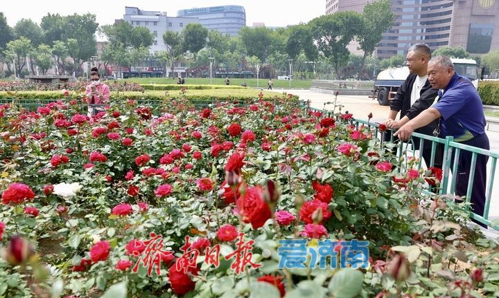 泉城广场月季盛放迎“五一” 姹紫嫣红满城芳