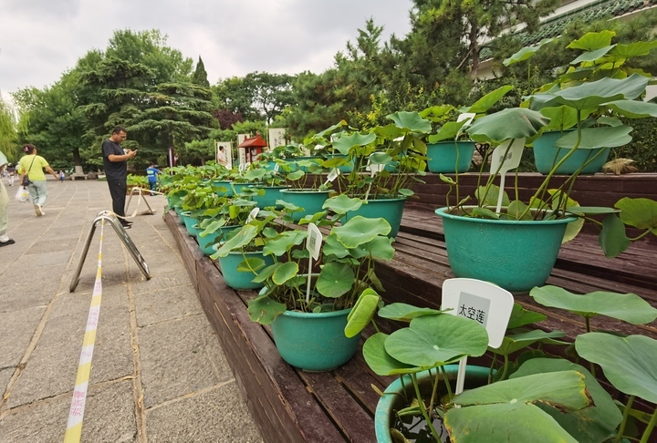荷花小景扮靓夏日明湖