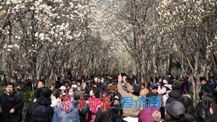 玉兰花再次凭实力出圈，“花” 式打卡等你赴约