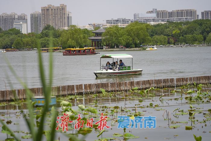 初夏大明湖游人如织，泛舟赏景尽享“半城湖色”