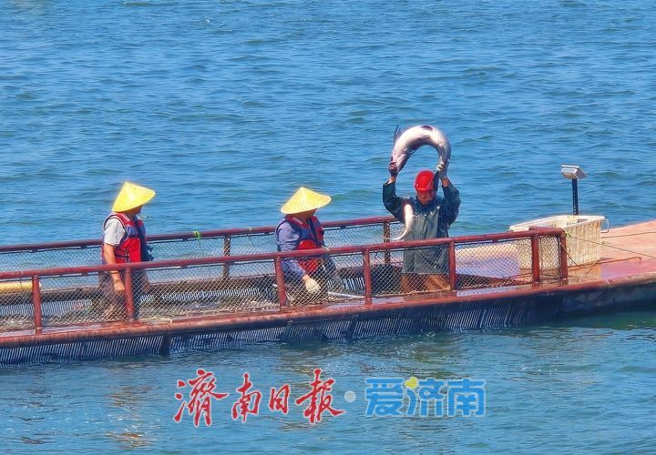 鱼跃满舱迎盛夏！济南雪野湖开渔捕鱼绘就生态丰收图景