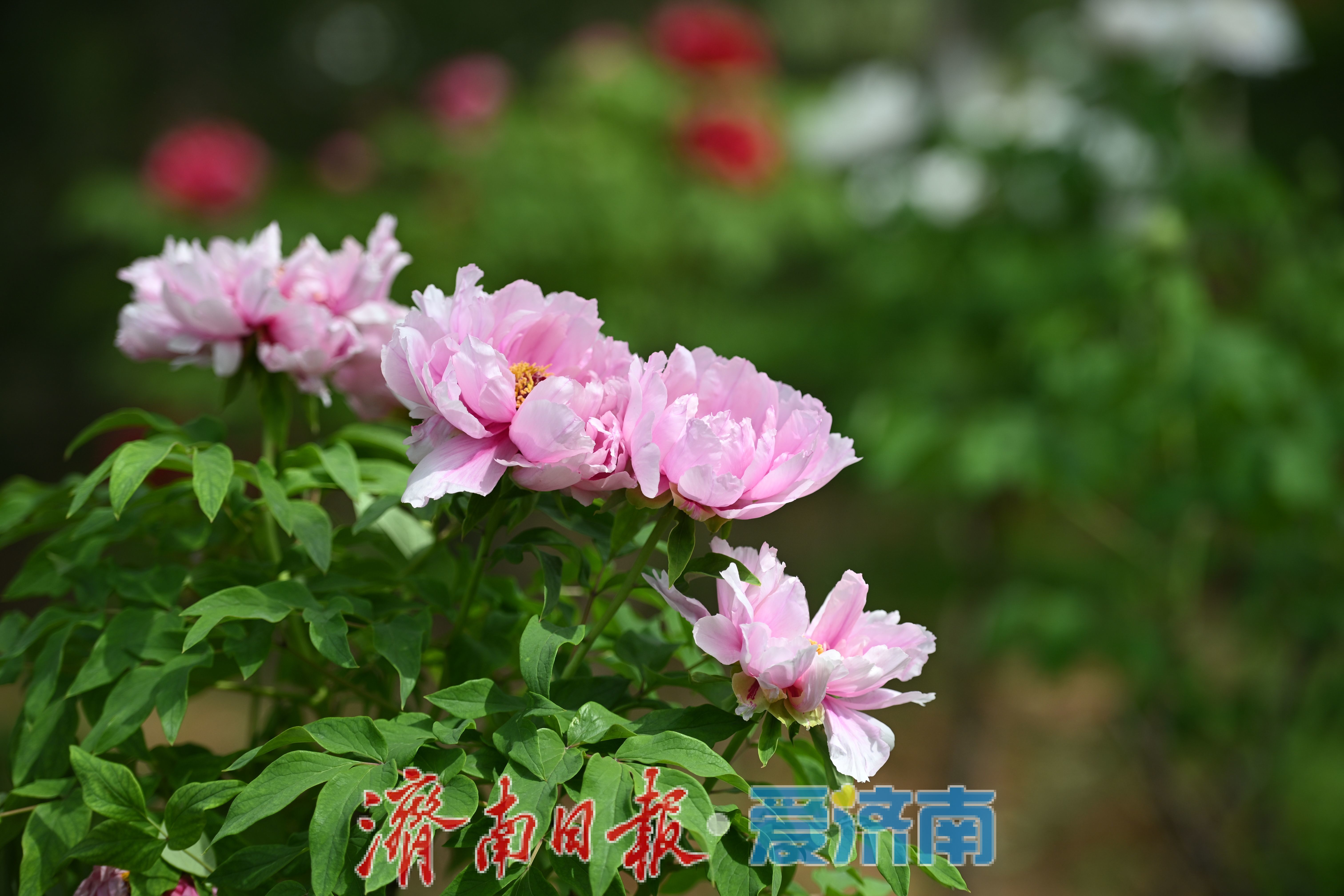 一年四季 泉在济南丨泉城公园牡丹盛放迎春 周末赏花人潮涌动