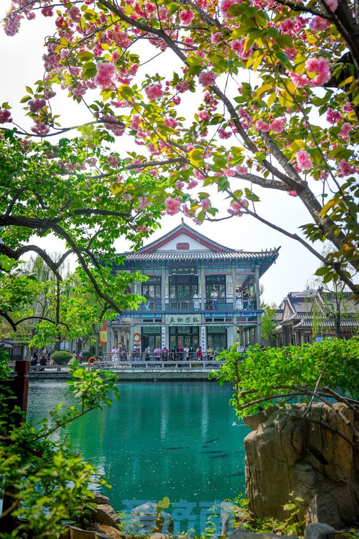 “泉”在济南过五一｜错过早樱别遗憾！五龙潭晚樱进入最佳观赏期