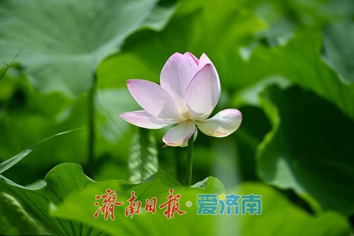 荷风送香入夏 济南森林公园荷花次第绽放
