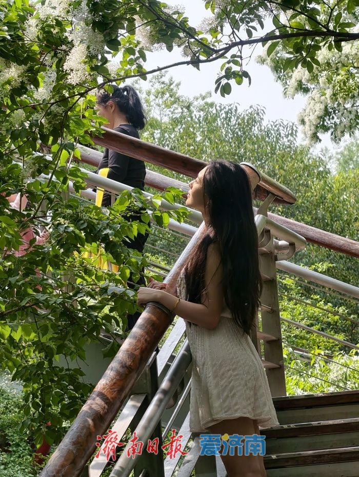 一年四季 泉在济南｜泉城公园流苏盛放，风过枝头满是温柔