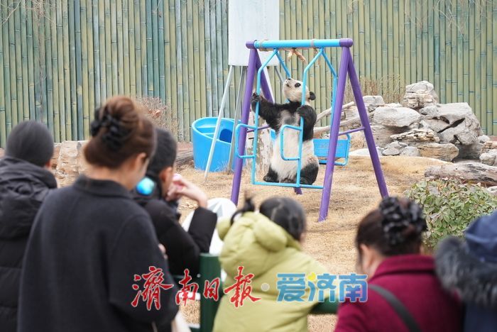 被“憨态可掬”治愈！济南动物园大熊猫成春日最暖风景