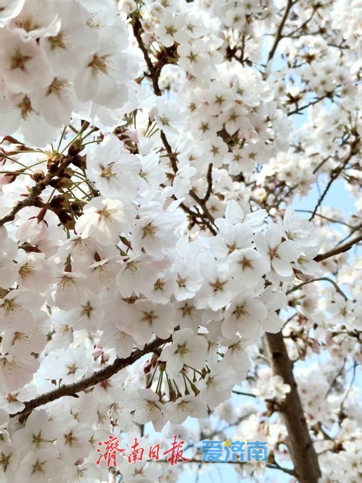 清明假期第一天 济南30家重点景区接待游客超39万人次