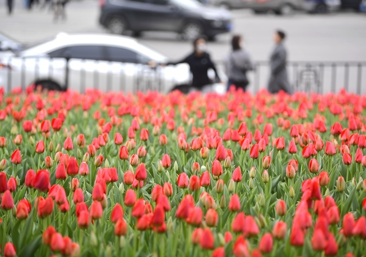 春花烂漫时，“郁”见你真好