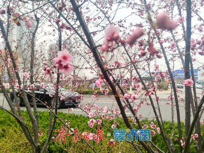 日照路美人梅盛放 千米粉带扮靓西城