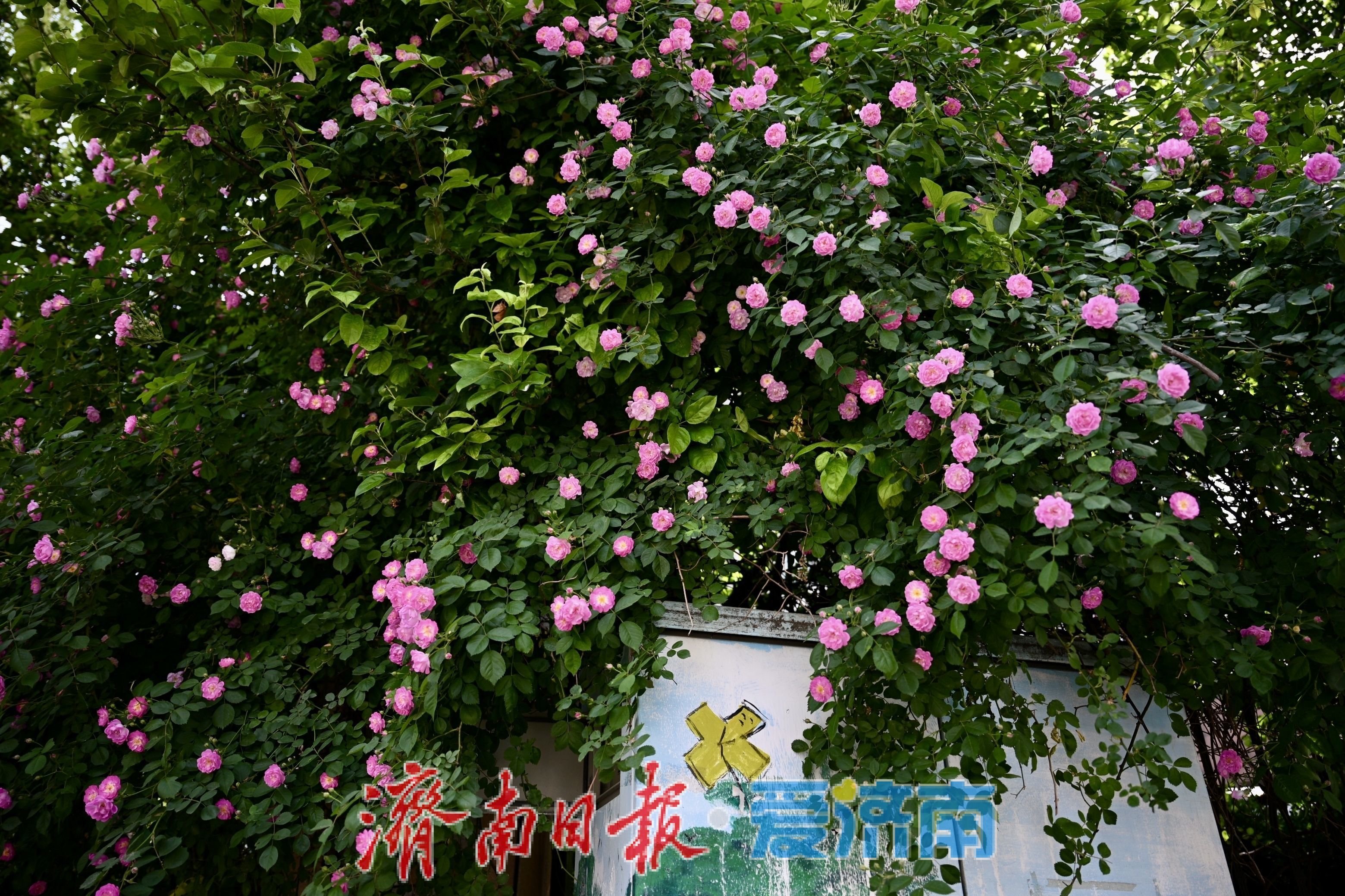 一年四季 泉在济南丨红蔷薇绽放经四路 泉城街头春意浓