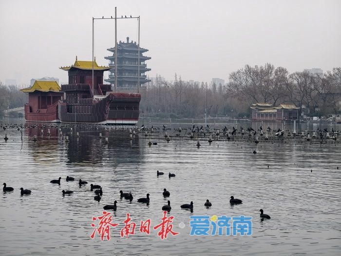 白骨顶鸡“组团”栖息越冬，见证泉城生态之美