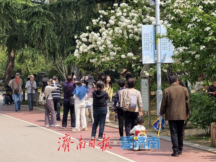 泉城公园琼花、木本绣球迎来盛花期