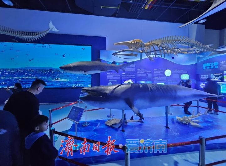 在山东省科技馆沉浸式探索海洋奥秘