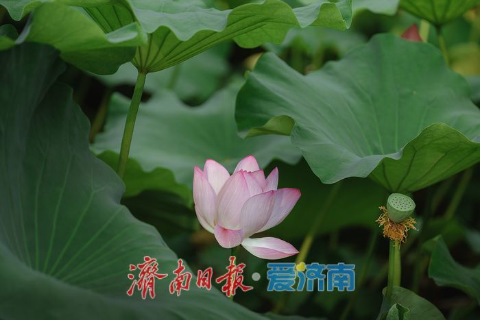 泉城荷韵盛放时，泉城公园荷花迎来最佳观赏期