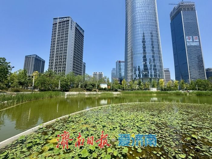 一年四季 泉在济南丨新荷为笔，蓝天为幕，济南绘就初夏画卷