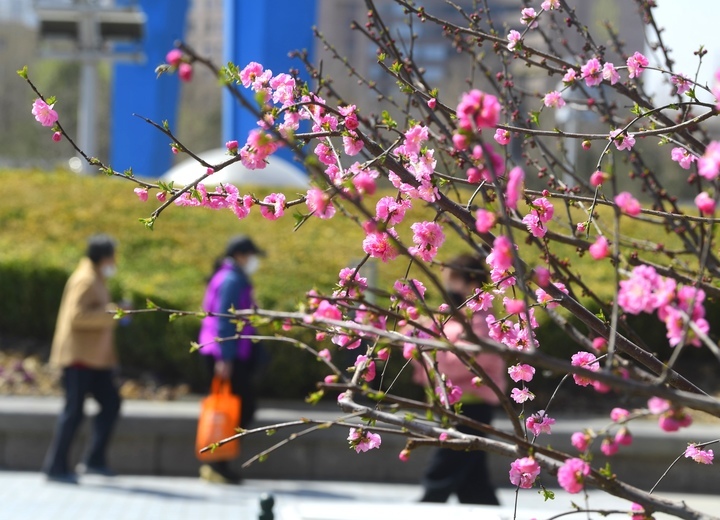 气温攀高 “泉城大客厅”满园春色关不住