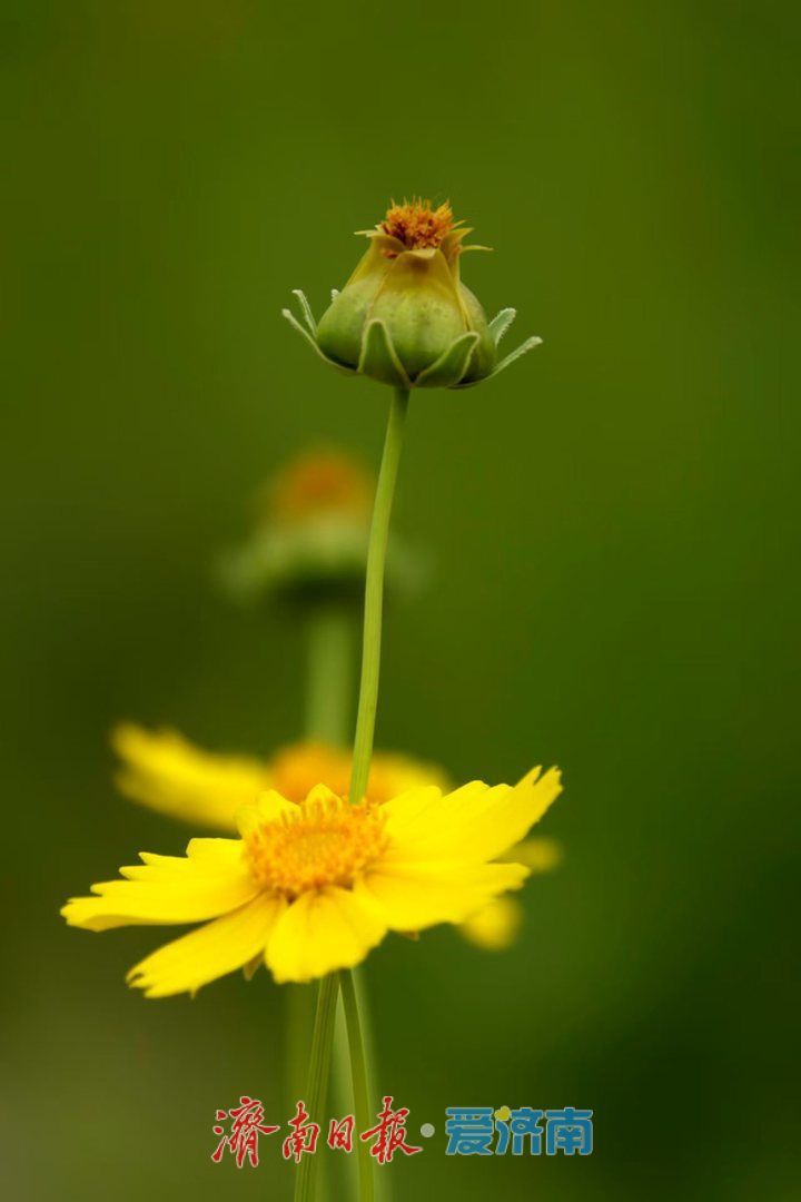 一年四季 泉在济南丨金鸡菊花海进入倒计时，最后一波金色浪漫等你来赏