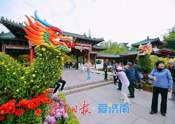 泉畔秋色菊香可待，济南市第47届趵突泉金秋菊展正式启幕