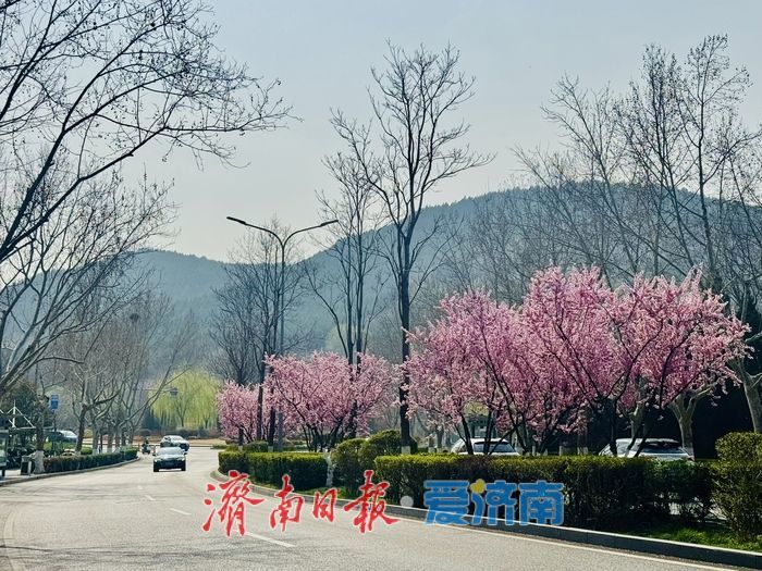 旅游路梅开成海 粉色花廊醉泉城