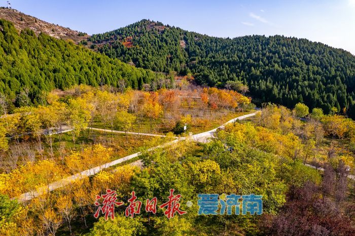 登高赏秋正当时！围子山郊野公园“绚烂”出圈，转身直达“枫”景线