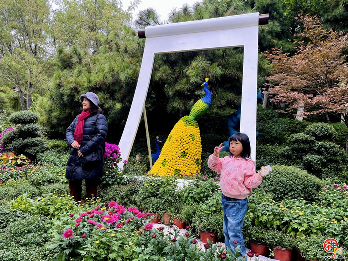 第46届趵突泉金秋菊展即将点亮泉城秋色