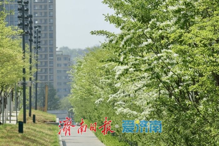 济南绸带公园流苏盛开，春日美景惹人醉